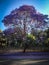 Jacaranda Blooming Backlit