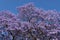 Jacaranda blossom background