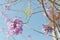 Jacaranda blossom and blue sky