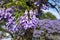 Jacaranda blossom-flowers close-up