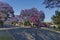 Jacaranda blossom in spring