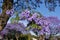 Jacaranda blossom in spring - close up