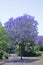 Jacaranda blue sky and purple flowers. Jacaranda tree in the park.