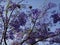 Jacaranda branches - Flowers