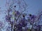 Jacaranda branches - Flowers