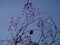 Jacaranda branches - Flowers