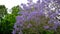 Jacaranda flower season in Austalia.