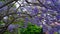 Jacaranda flower season in Austalia.