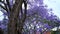 Jacaranda flower season in Austalia.