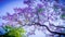 Jacaranda flower in spring