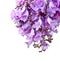 Jacaranda flowers isolated