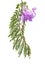 Jacaranda flowers isolated