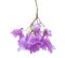 Jacaranda flowers isolated