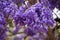 Jacaranda flowers in Spring,South Africa.