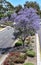 Jacaranda Lined Park Avenue at Balboa Park in San Diego, California