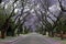 Jacaranda lined street