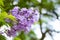 Jacaranda mimosifolia is a beautiful sub-tropical tree native to