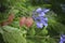 Jacaranda mimosifolia - fruit and flowers