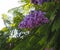 Jacaranda Mimosifolia Or Jacaranda On Ilha Culatra Portugal