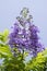 Jacaranda mimosifolia tree in bloom with amazing blue violet flowers