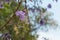 Jacaranda obtusifolia purple flower blooming on a tree beautifully.