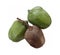 Jacaranda pods unripe and dry on white background