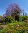 Jacaranda in the Royal Botanic gardens Melbourne