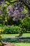 Jacaranda in the Royal Botanic gardens Melbourne.