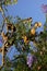 Jacaranda Seed Pods