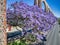 Jacaranda tree below an aqueduct