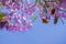 Jacaranda tree in bloom on a blue sky background