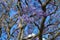 Jacaranda tree in Ethiopia