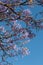 Jacaranda tree in Ethiopia