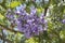 Jacaranda tree flowers