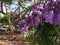 Jacaranda tree in full purple bloom at park