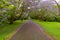 Jacaranda Tree Lane Tamborine Mountain