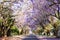 Jacaranda tree-lined street in South Africa\'s capital city