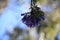 Jacaranda Tree with Purple Flowers