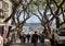 Jacaranda trees along Avenida Arriaga one of the favorite places for walks in Funchal on Madeira