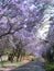 Jacaranda trees along the road in Pretoria, South Africa