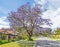Jacaranda Trees in Applecross, Perth
