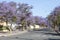 Jacaranda trees flowering in spring, Robertson, South Africa