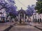 Jacaranda trees and the fountain at the square in Largo do Carmo  Lisbon