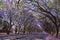 Jacaranda trees in Harare