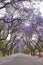 Jacaranda trees lining a residential road