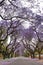 Jacaranda trees lining a residential road