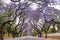 Jacaranda trees lining a residential road