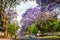 Jacaranda trees lining the street of a Johannesburg suburb