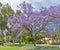 Jacaranda Trees in Perth