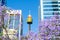 Jacarandas in Spring season blooming in Downtown of Sydney with the view of Iconic Centrepoint Tower.